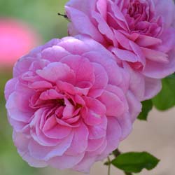 Roseira 'Gertrude Jekyll'